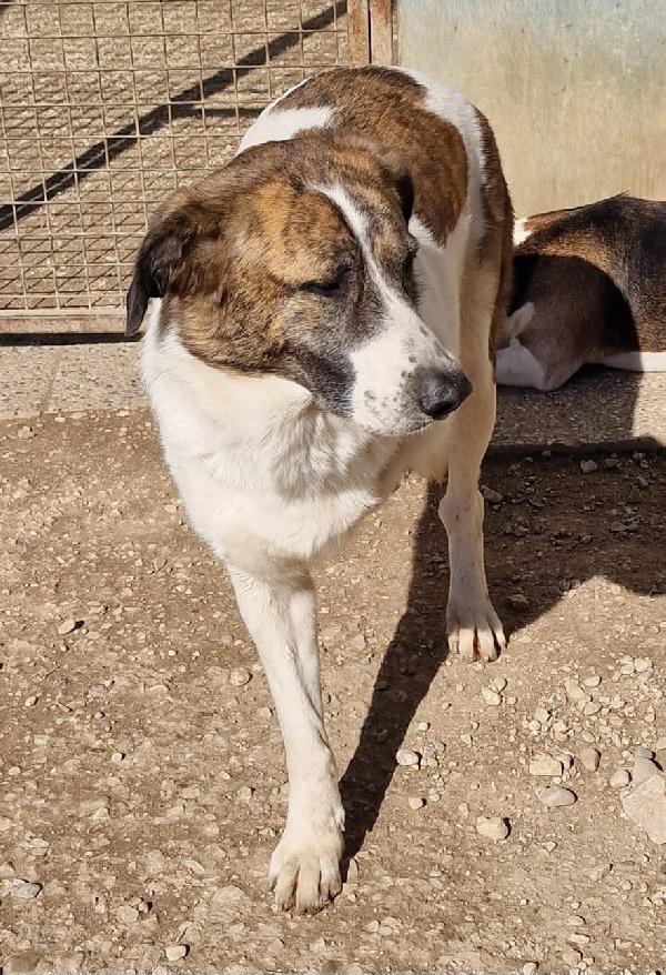 DEAA tripode, adozione del cuore (ex Monchetta) Foto 4